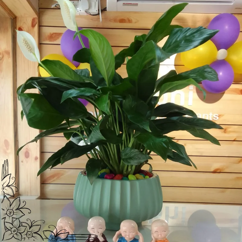 Peace Lily in Designer Ceramic Pot