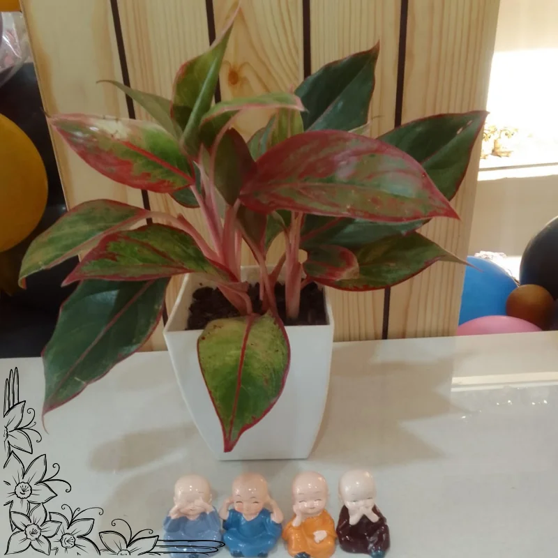 Aglaonema Plant in White Plastic Pot