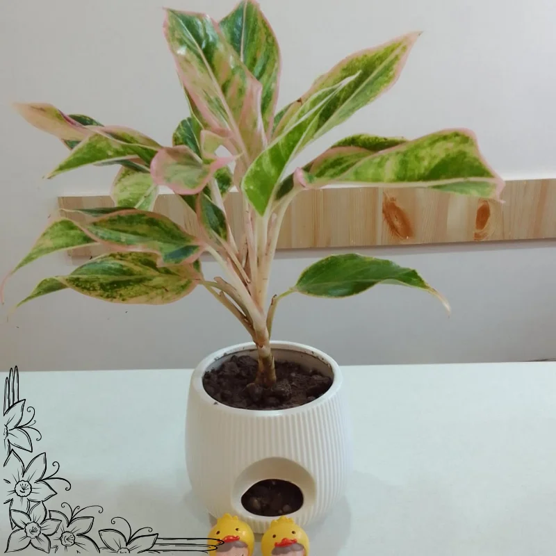 Aglaonema Plant in Designer Ceramic Pot