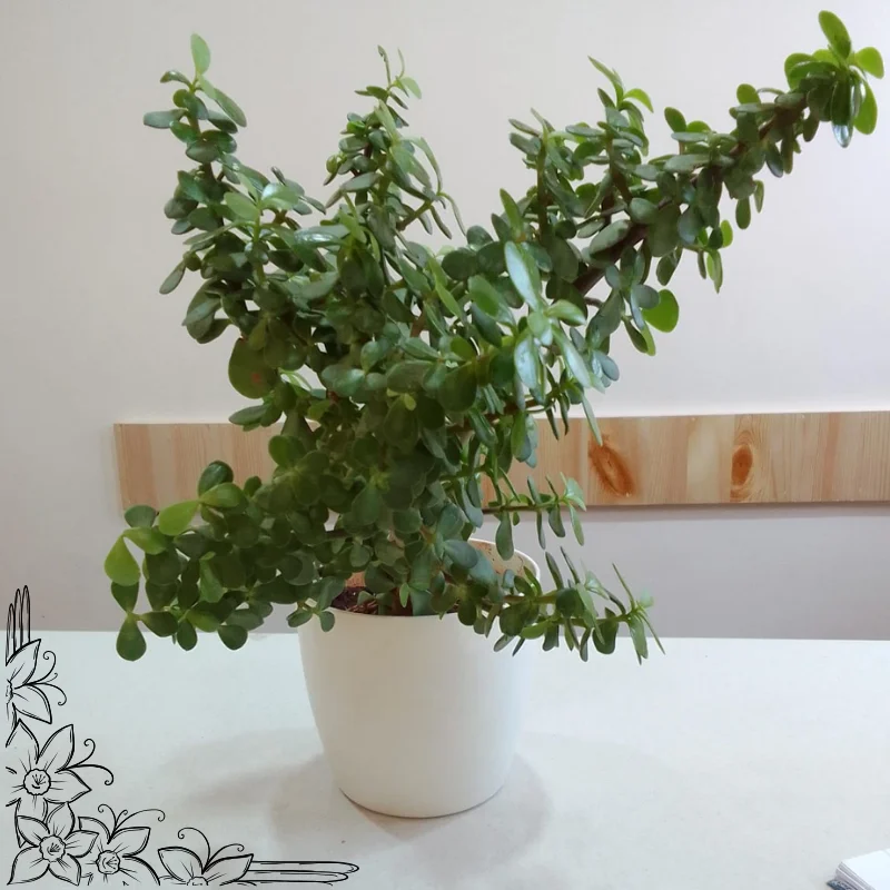 Z Plant in White Plastic Pot