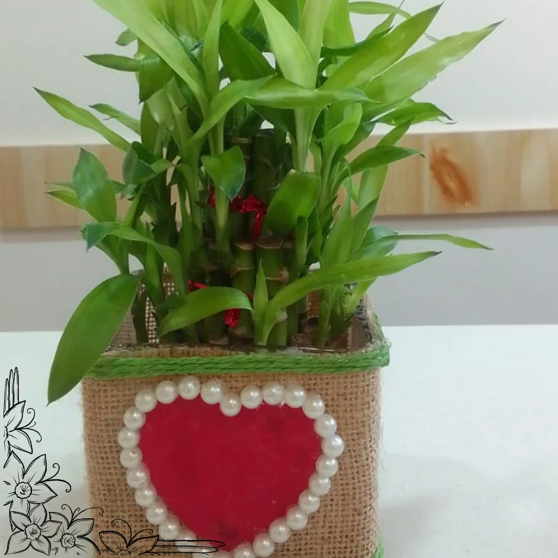Lucky Bamboo in Heart-Decorated Jute Pot